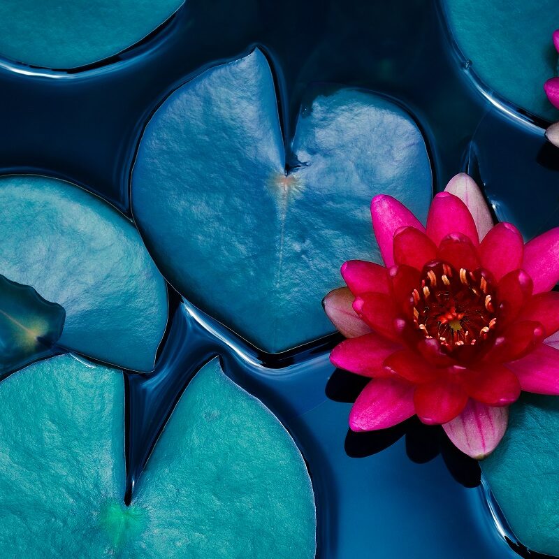 Red,Lotus,Water,Lily,Blooming,On,Water,Surface,And,Dark