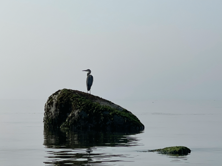 The Grey Rock Method